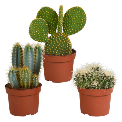 Cactus mix 10.5 cm - 3x - 12cm zonder pot