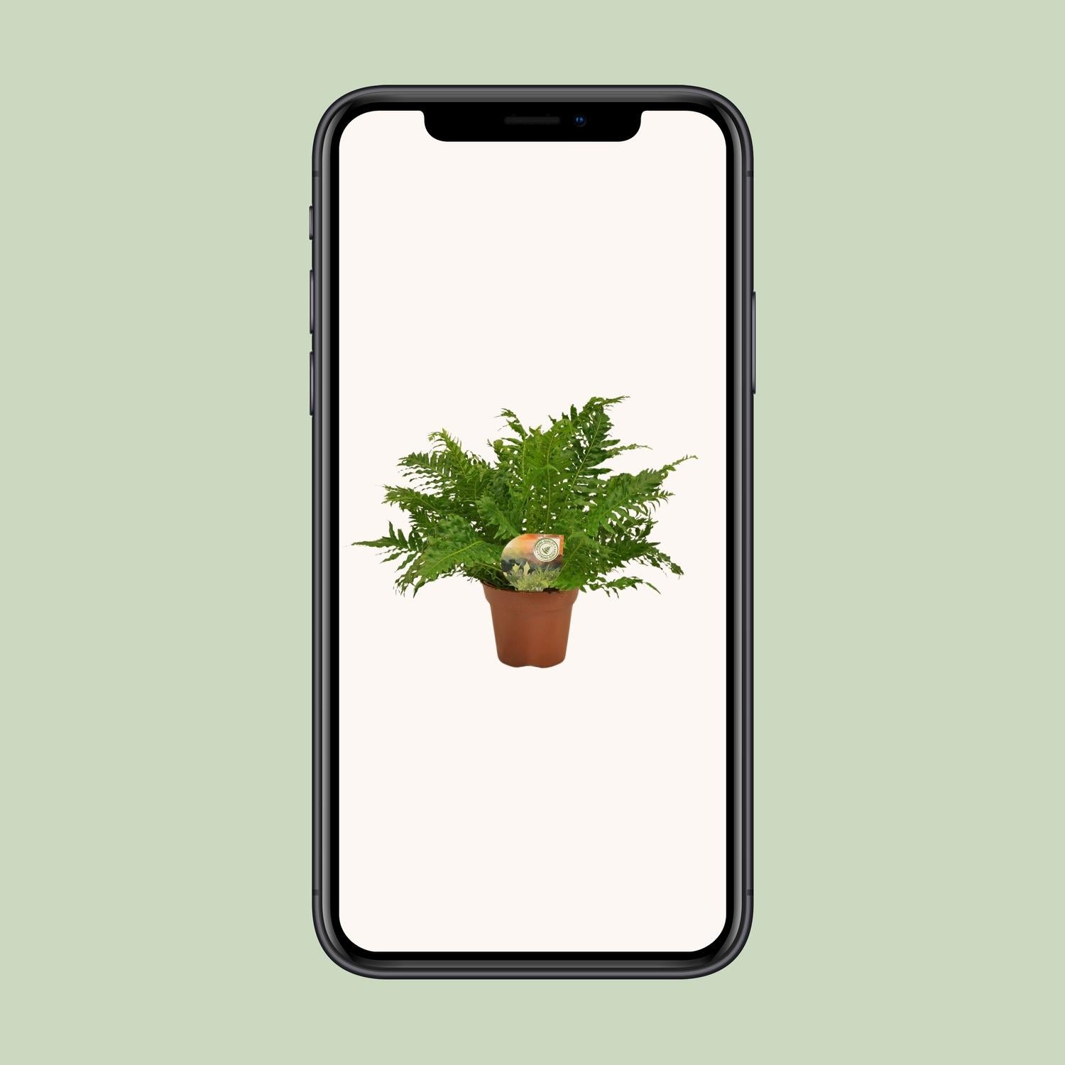 Blechnum Silver Lady - Ø17cm - ↕50cm