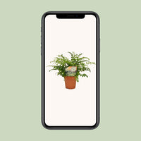 Asplenium Parvati – Nestvaren kamerplant