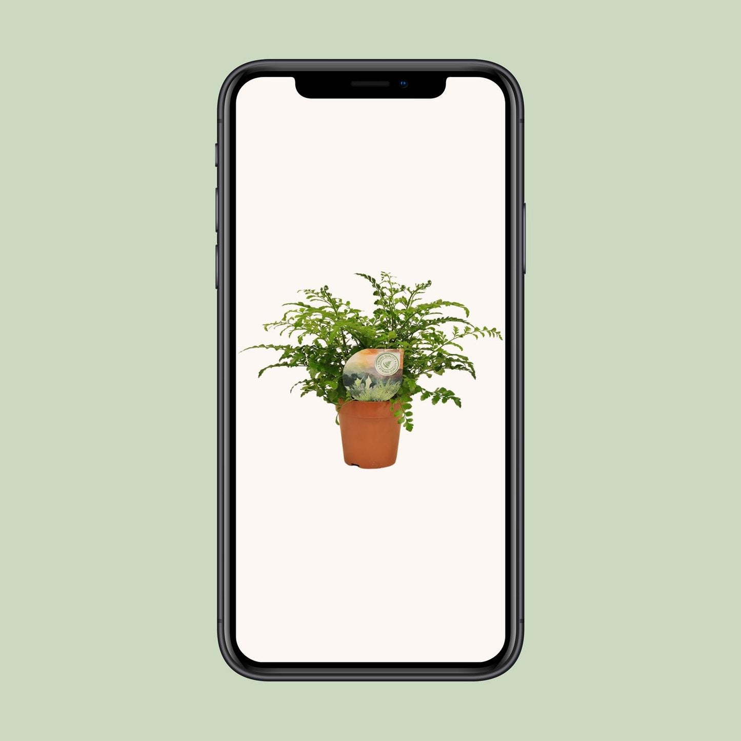 Asplenium Parvati – Nestvaren kamerplant