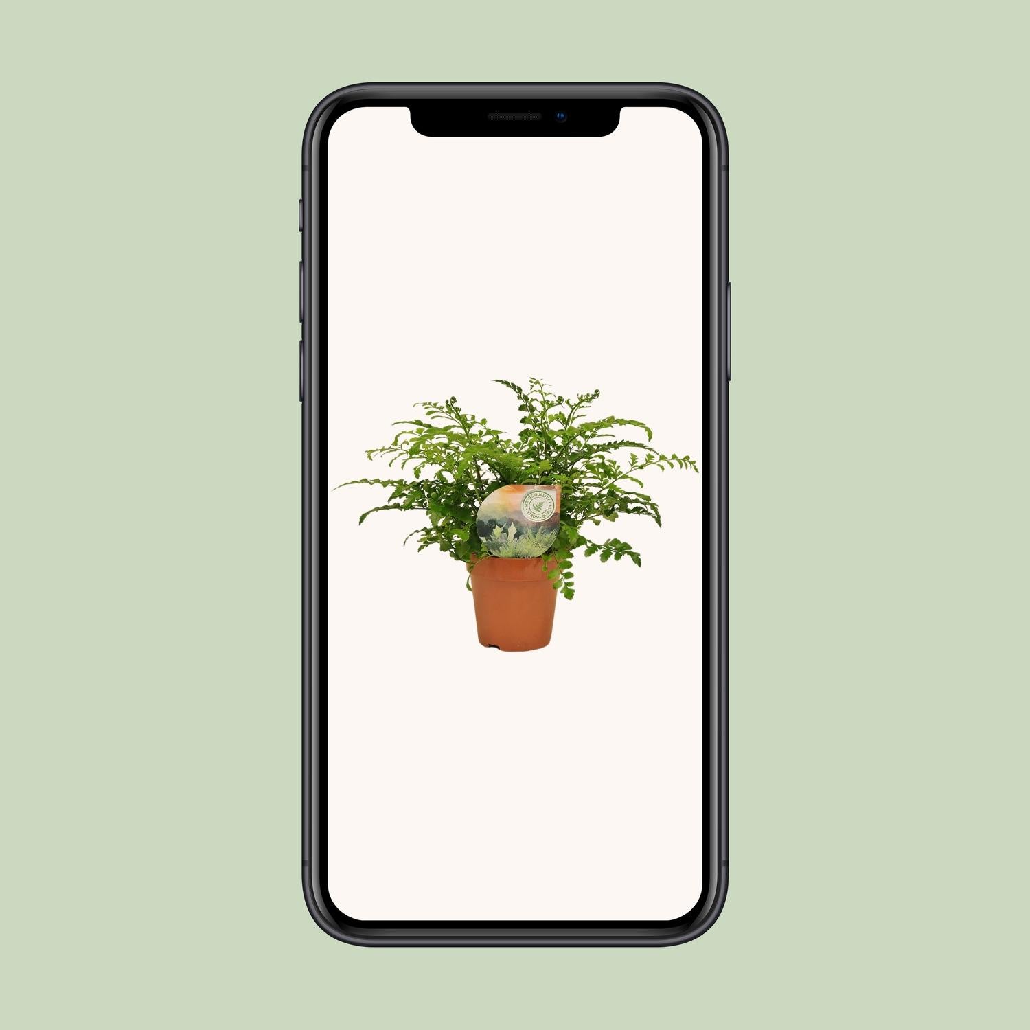 Asplenium Parvati – Nestvaren kamerplant