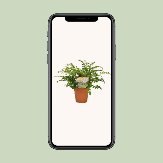 Asplenium Parvati – Nestvaren kamerplant