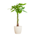 Pachira Aquatica met Viber wit - 80cm - Ø21