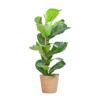 Ficus Lyrata met Mand Sofia naturel - 80cm - Ø21