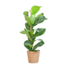 Ficus Lyrata met Mand Sofia naturel - 80cm - Ø21