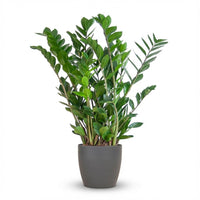 Zamioculcas Zamiifolia – ZZ-plant kamerplant