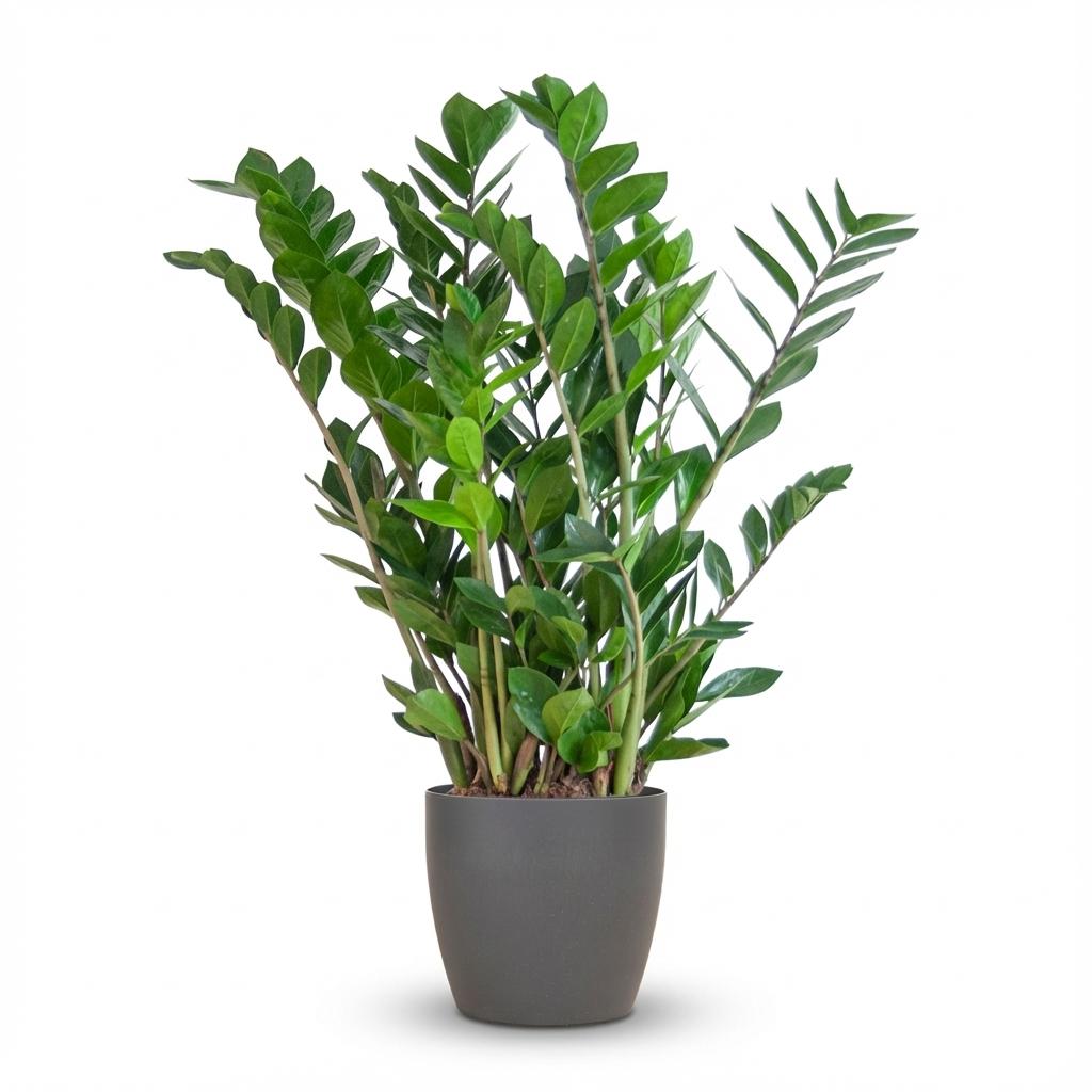 Zamioculcas Zamiifolia – ZZ-plant kamerplant
