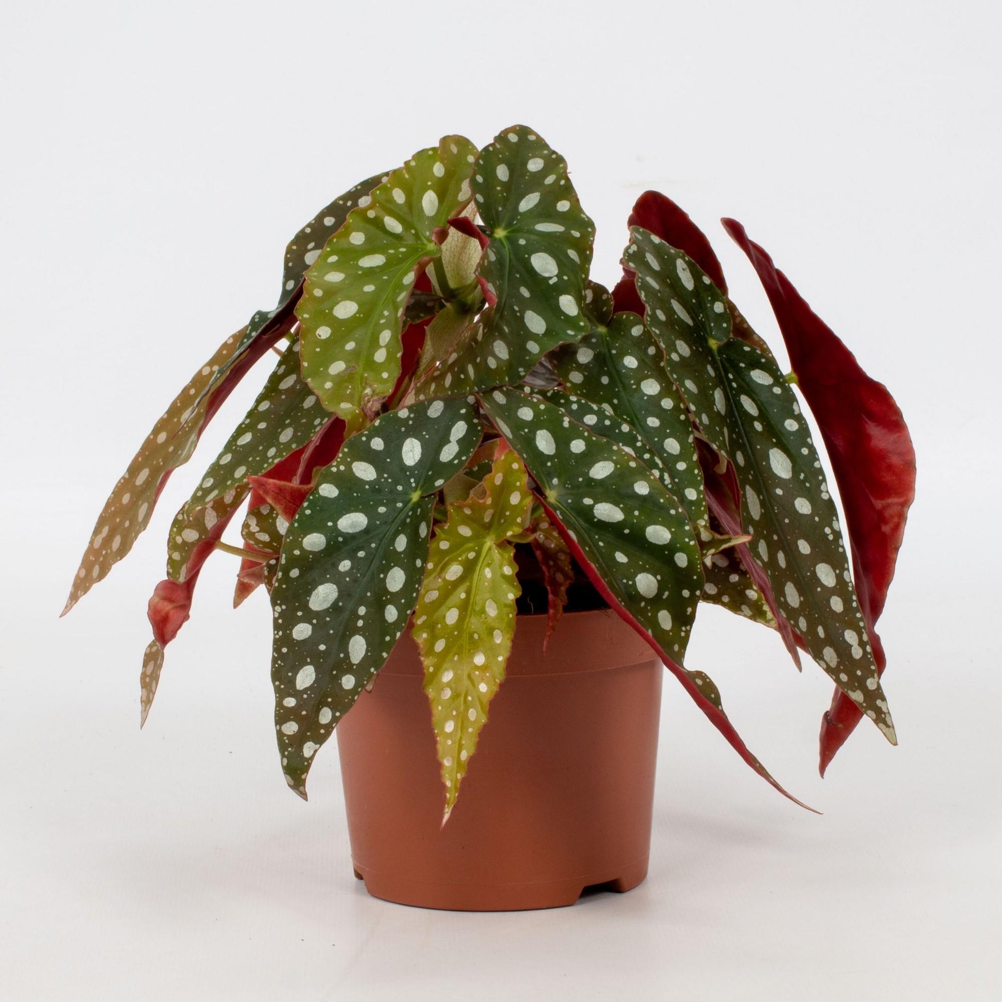 Begonia maculata – Stippenplant