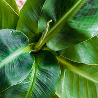Musa Dwarf Cavendish – Bananenplant kamerplant