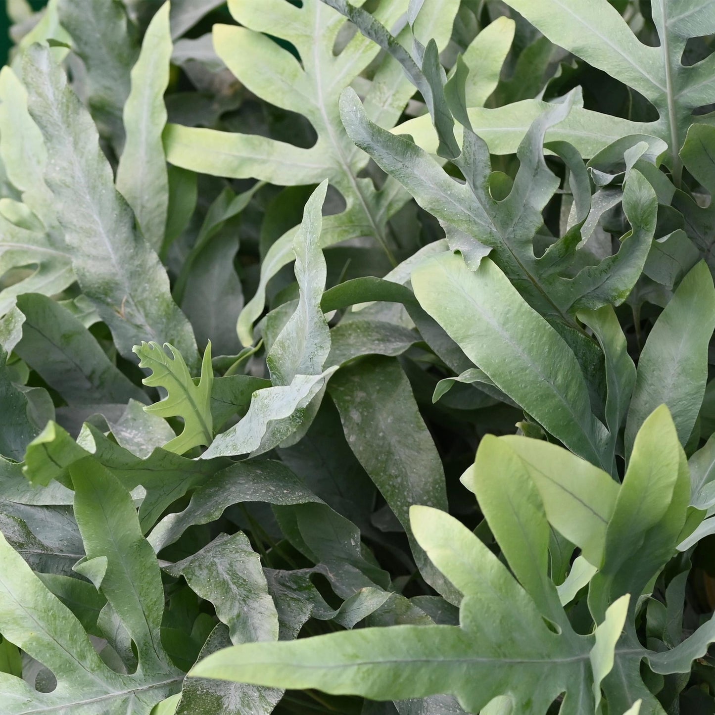 Phlebodium Aureum ‘Blue Star’ – Blauwvaren kamerplant