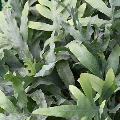 Phlebodium Aureum ‘Blue Star’ – Blauwvaren kamerplant