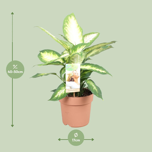 Dieffenbachia Camilla – Dieffenbachia kamerplant