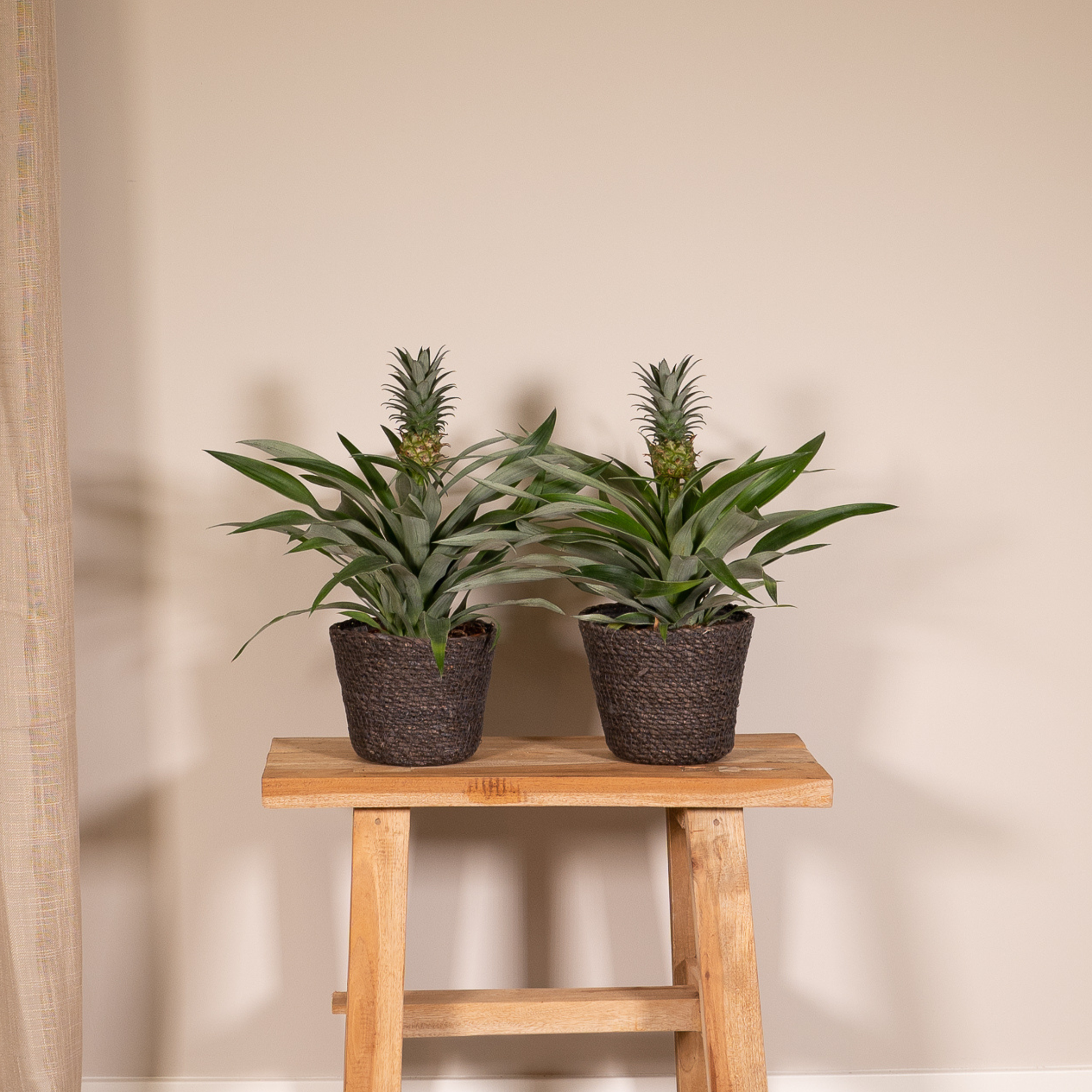 Bromelia (Ananasplant) - 2 stuks - Ø12cm - ↕30cm