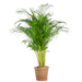 Areca Palm (dypsis) XL met mand Torun - 120cm - Ø24