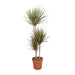 Dracaena Bicolor - Ø21cm - ↕120cm