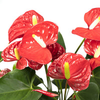 Anthurium – Flamingoplant Ø12 35-45 cm
