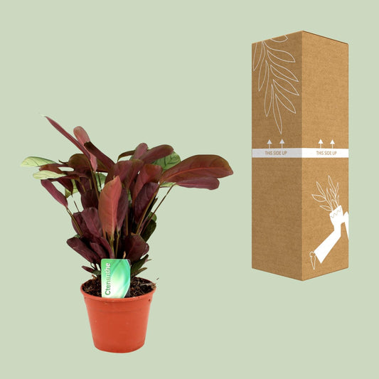 Calathea Ctenanthe – Pauwenplant kamerplant