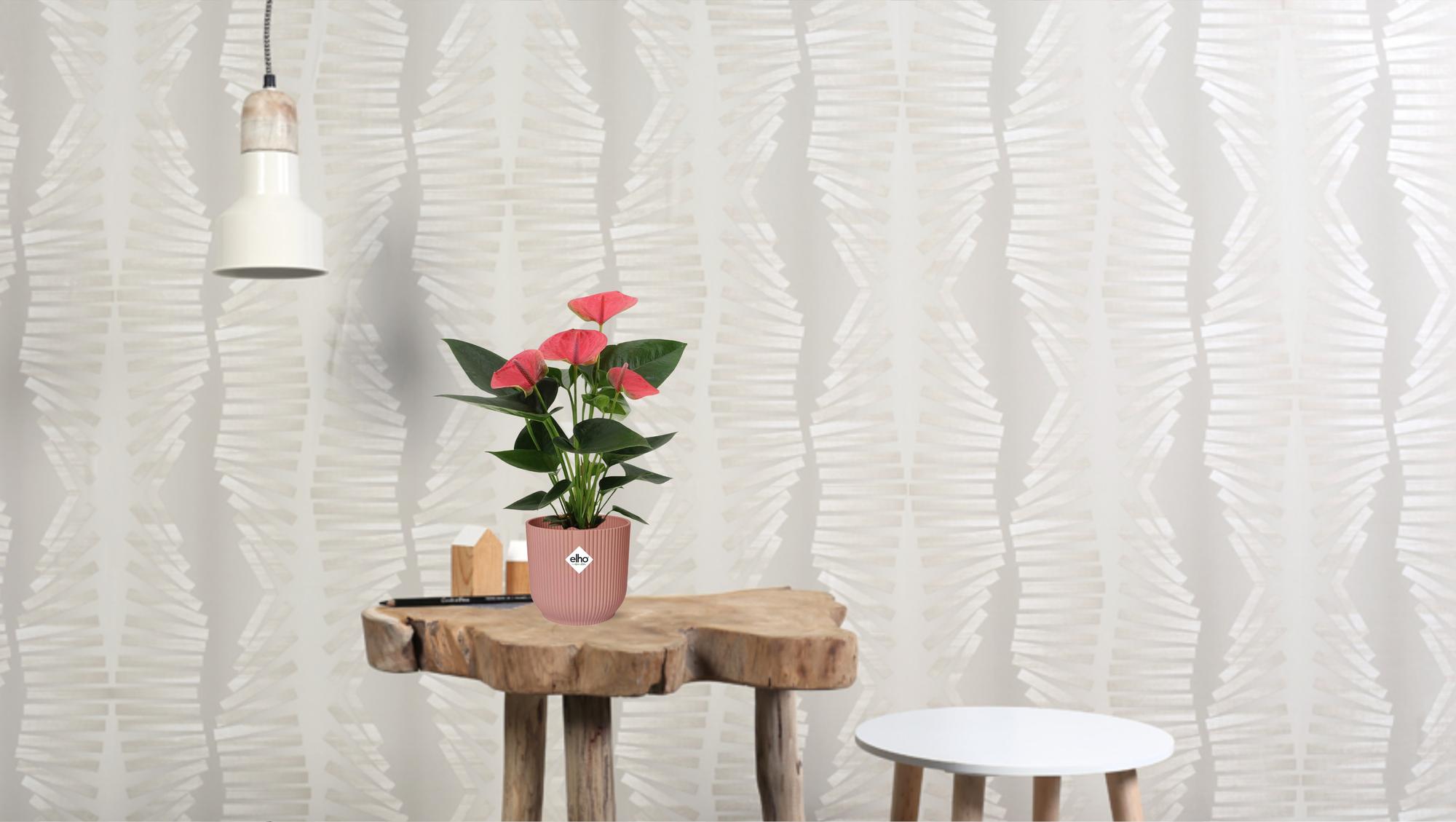 Anthurium – Flamingoplant Ø12 35-45 cm