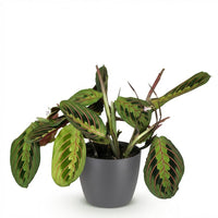 Maranta leuconeura – Gebedsplant
