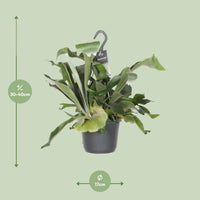 Platycerium Bifurcatum – Hertshoornvaren kamerplant