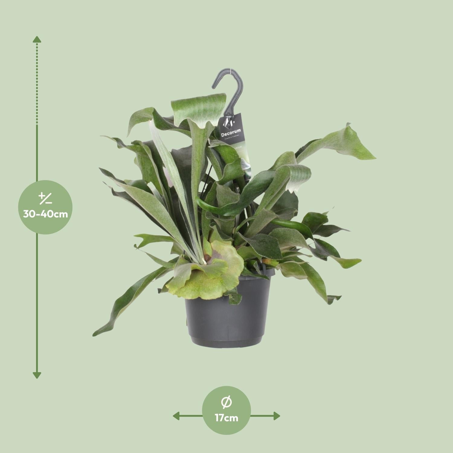 Platycerium Bifurcatum – Hertshoornvaren kamerplant