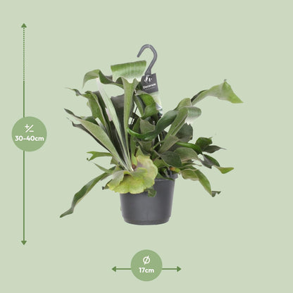 Platycerium Bifurcatum – Hertshoornvaren kamerplant