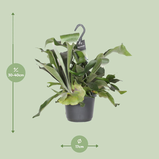 Platycerium Bifurcatum – Hertshoornvaren kamerplant