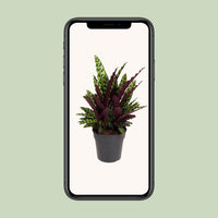 Calathea Lancifolia – Rattlesnake plant kamerplant