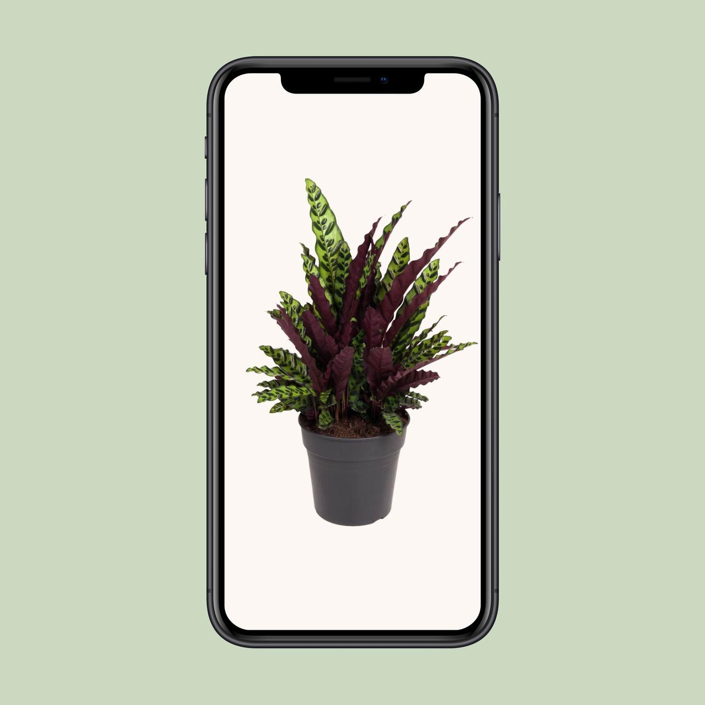 Calathea Lancifolia – Rattlesnake plant kamerplant