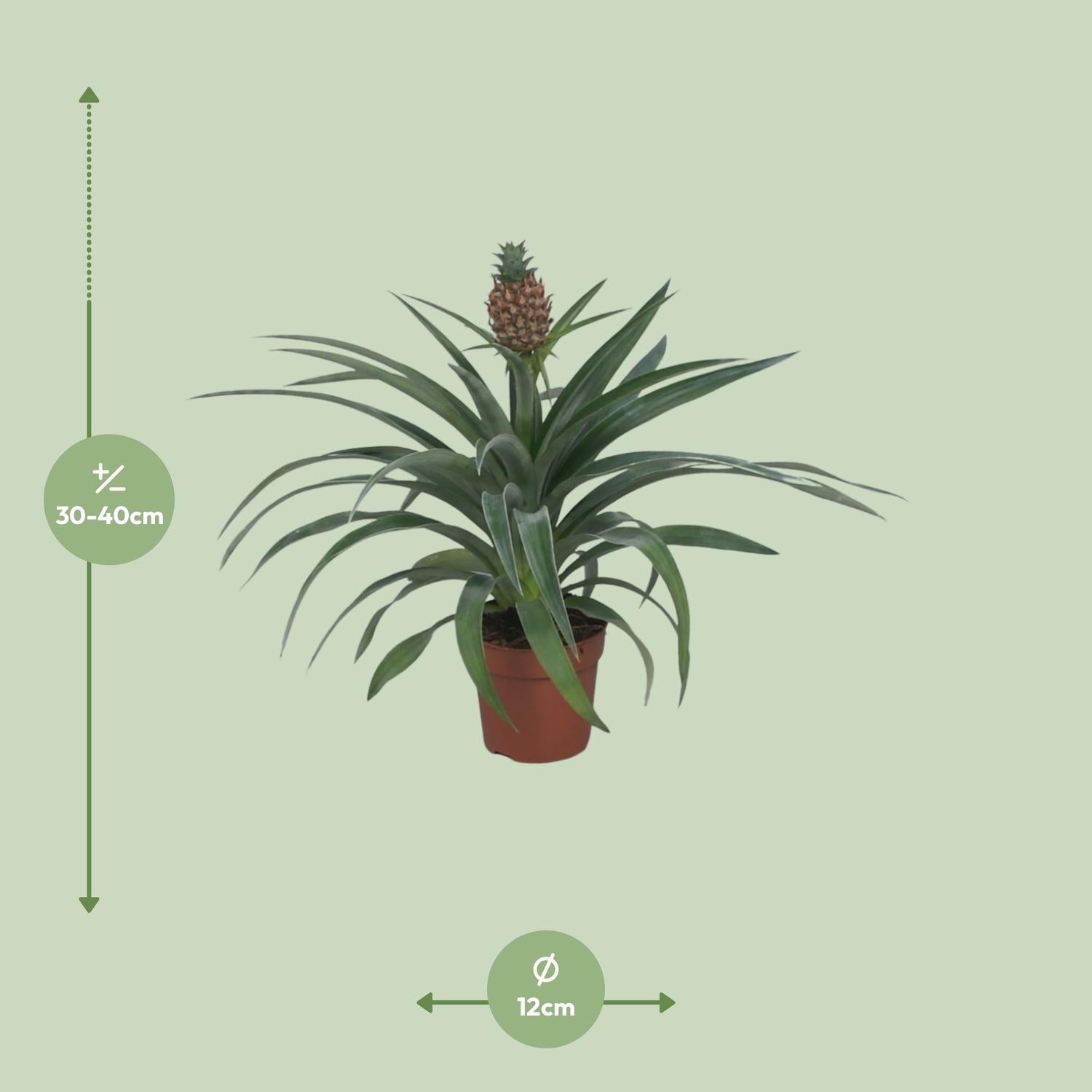 Ananasplant – Ananas kamerplant