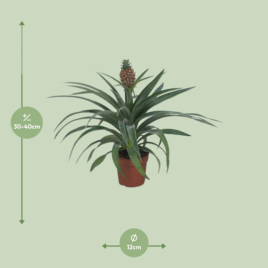Ananasplant – Ananas kamerplant