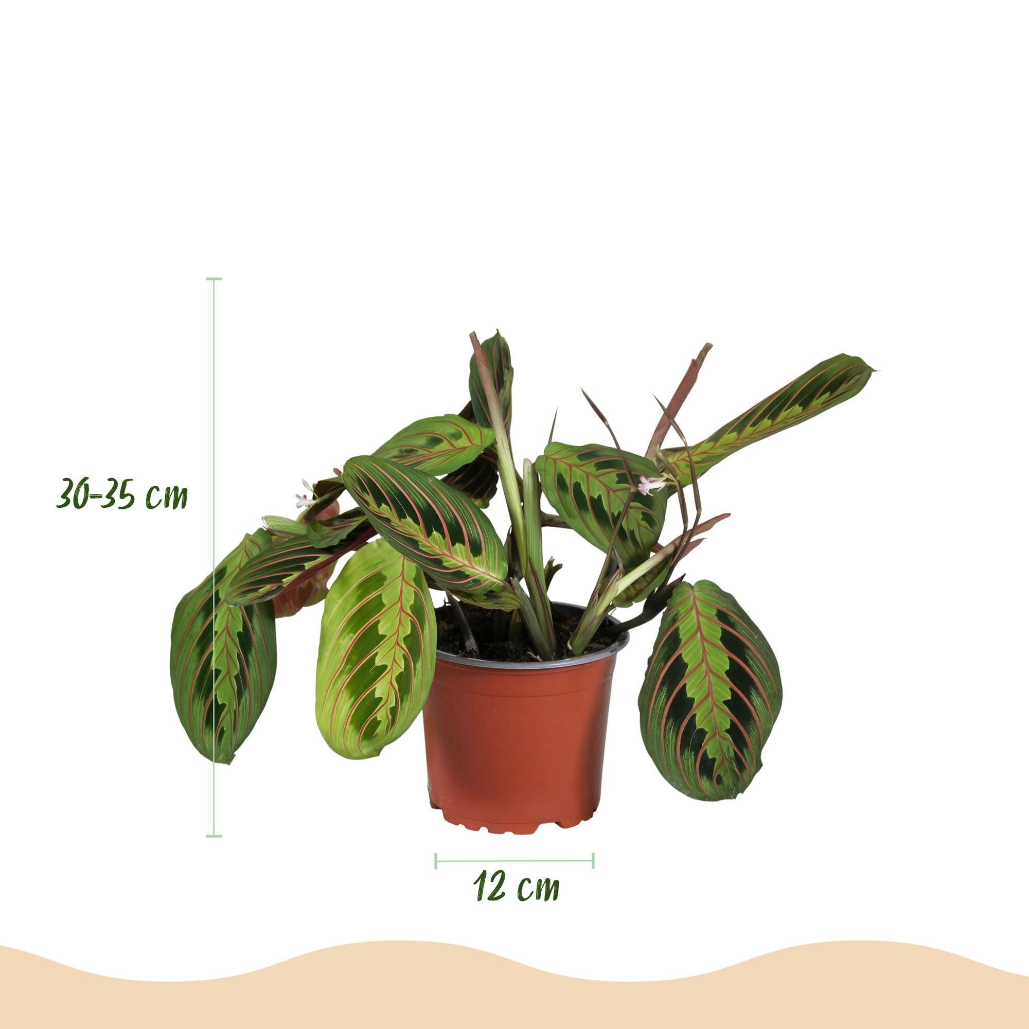 Maranta leuconeura – Gebedsplant