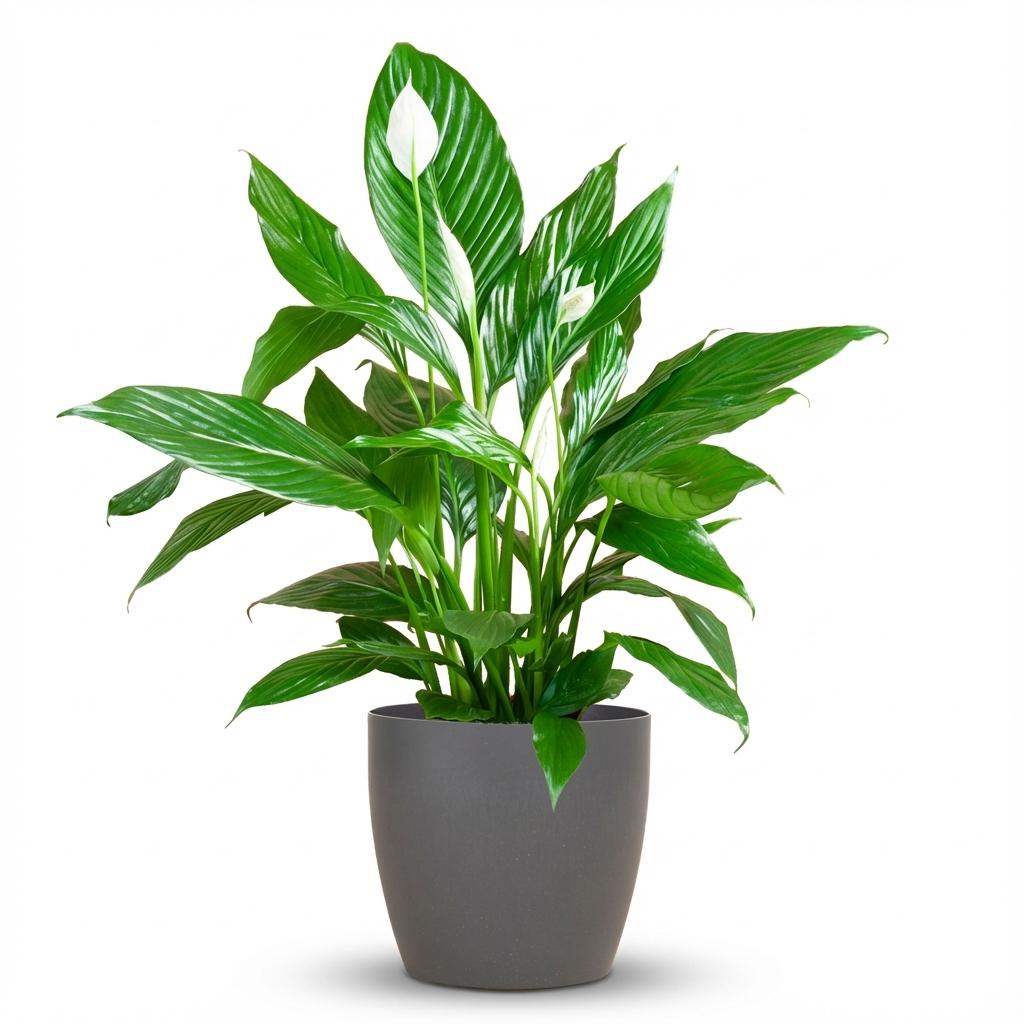 Spathiphyllum – Lepelplant kamerplant