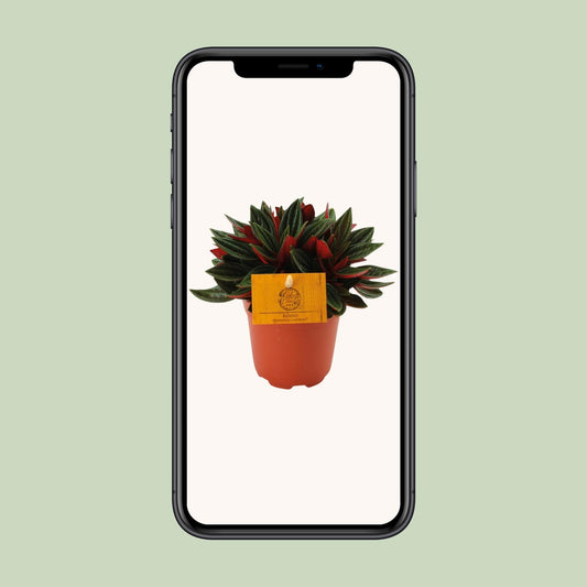 Peperomia Rosso – Dwergpeperomia kamerplant