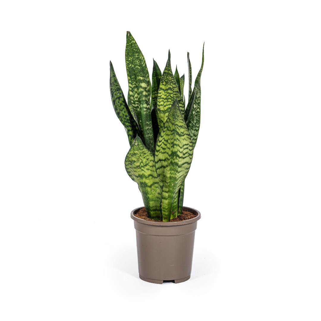 Sanseveria Zeylanica – Vrouwentong kamerplant