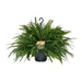 Nephrolepis Green Lady - Ø20cm - ↕60cm