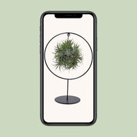 Tillandsia Ring Mix - Ø15cm - ↕35cm