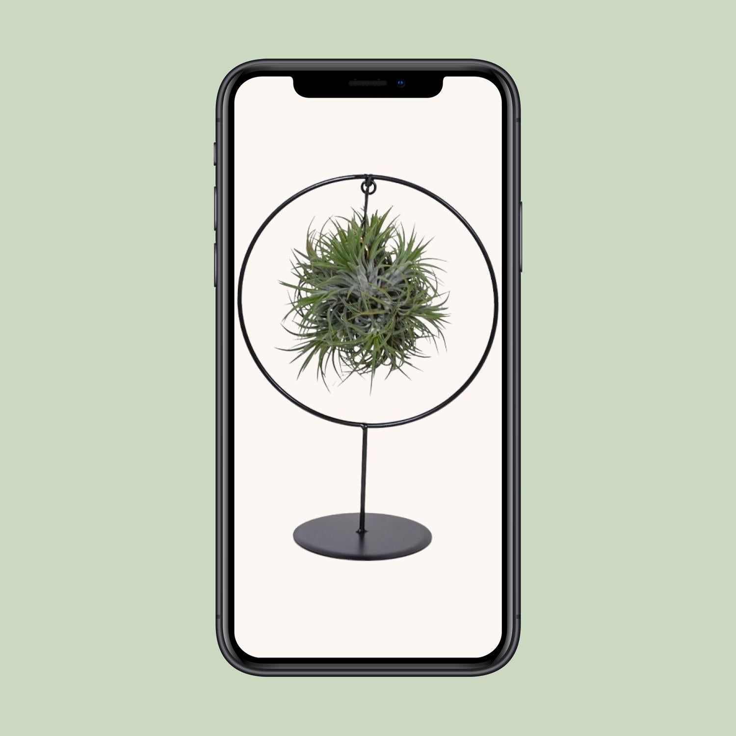 Tillandsia Ring Mix - Ø15cm - ↕35cm