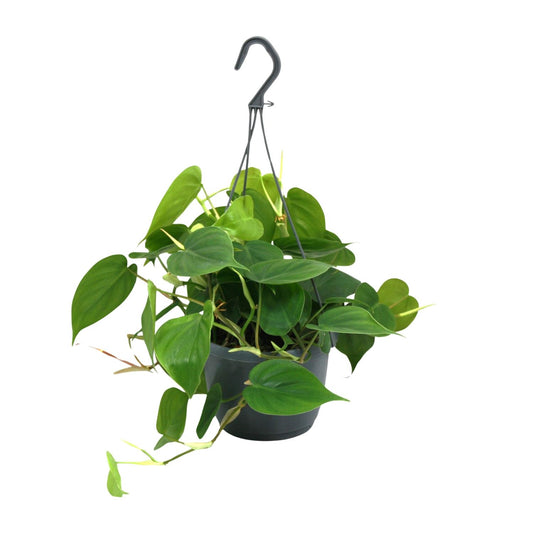 Philodendron Scandens – Hartbladige philodendron hangplant
