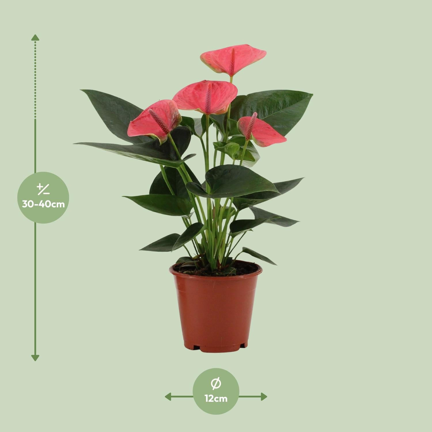 Anthurium – Flamingoplant Ø12 35-45 cm