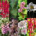 Green boutiQ - Borderpakket - Schaduw - 8 Vaste planten - 1 m2 - Diversen kleuren - Weinig Onderhoud - Pot 11cm