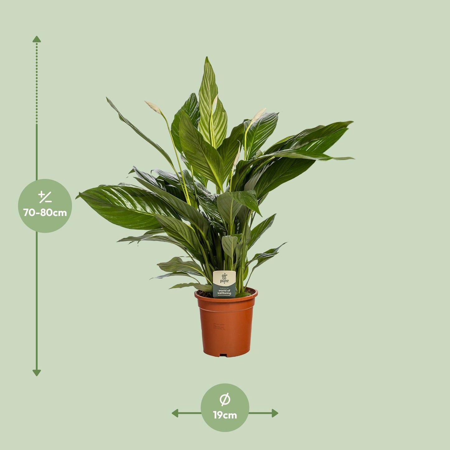 Spathiphyllum – Lepelplant kamerplant
