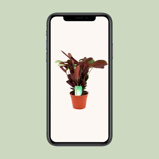 Calathea Ctenanthe – Pauwenplant kamerplant