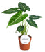 Alocasia Frydek - Ø12cm - ↕35cm