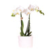 Kolibri Orchids | Witte orchidee Amabilis 9cm in Como pot incl. waterreservoir
