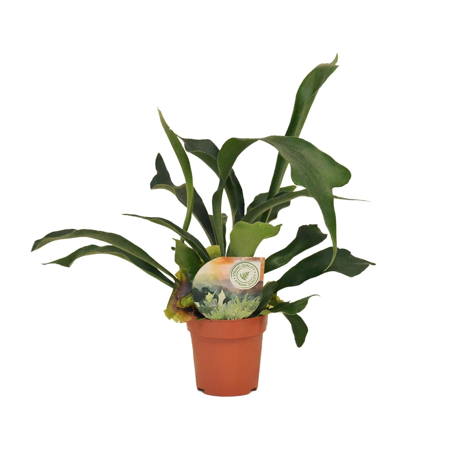 Platycerium Bifurcatum – Hertshoornvaren kamerplant