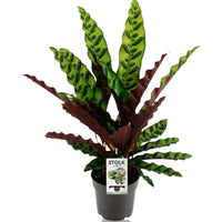 Calathea Lancifolia – Rattlesnake plant kamerplant