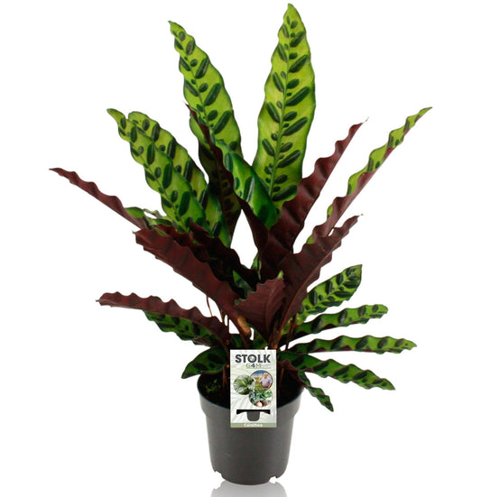 Calathea Lancifolia – Rattlesnake plant kamerplant