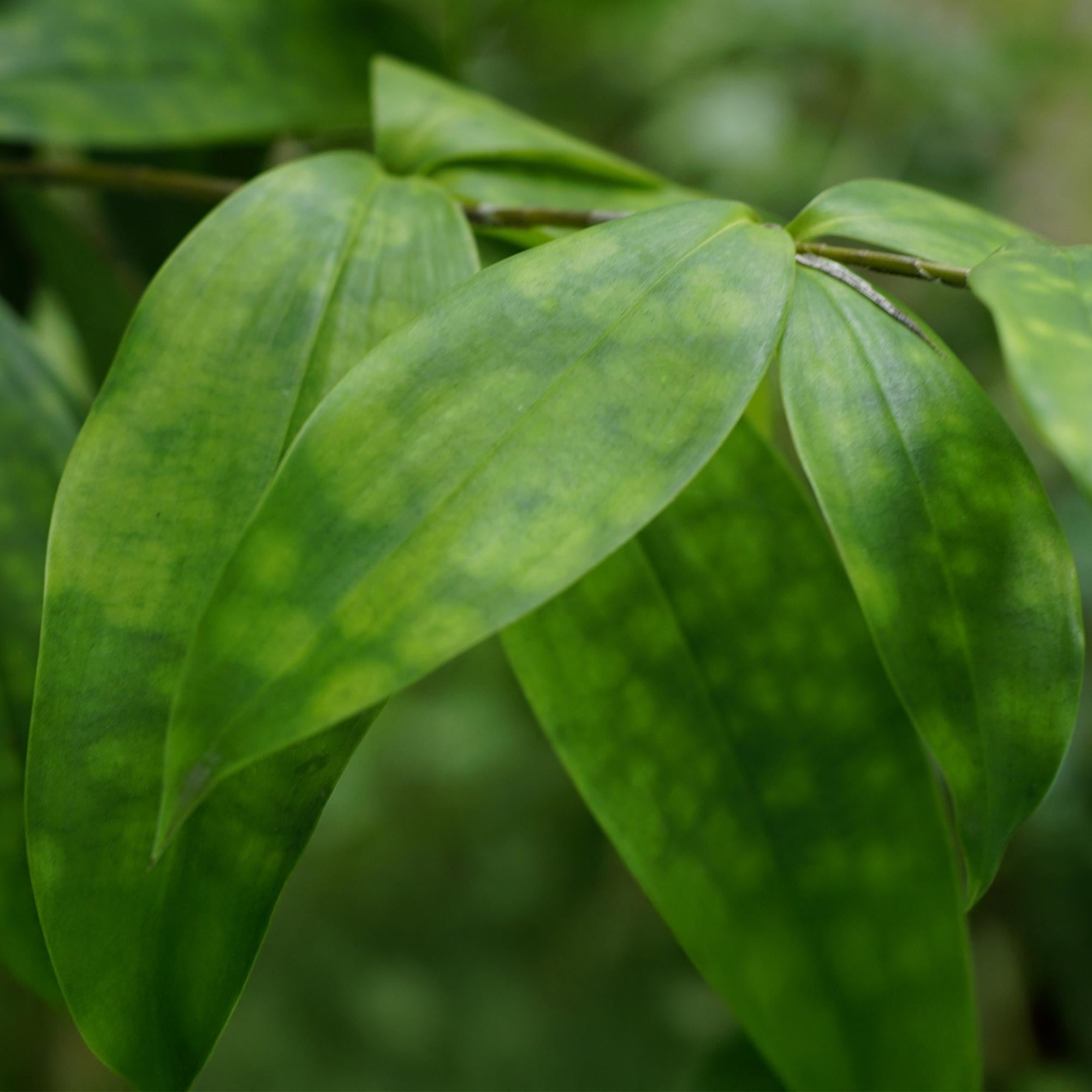 Dracaena Surculosa – Drakenbloedboom kamerplant