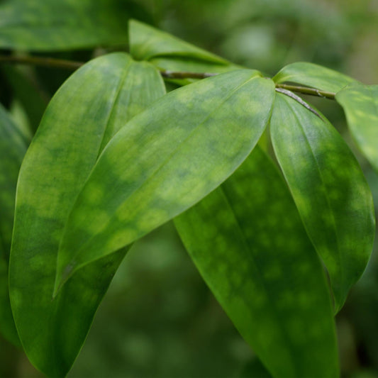 Dracaena Surculosa – Drakenbloedboom kamerplant